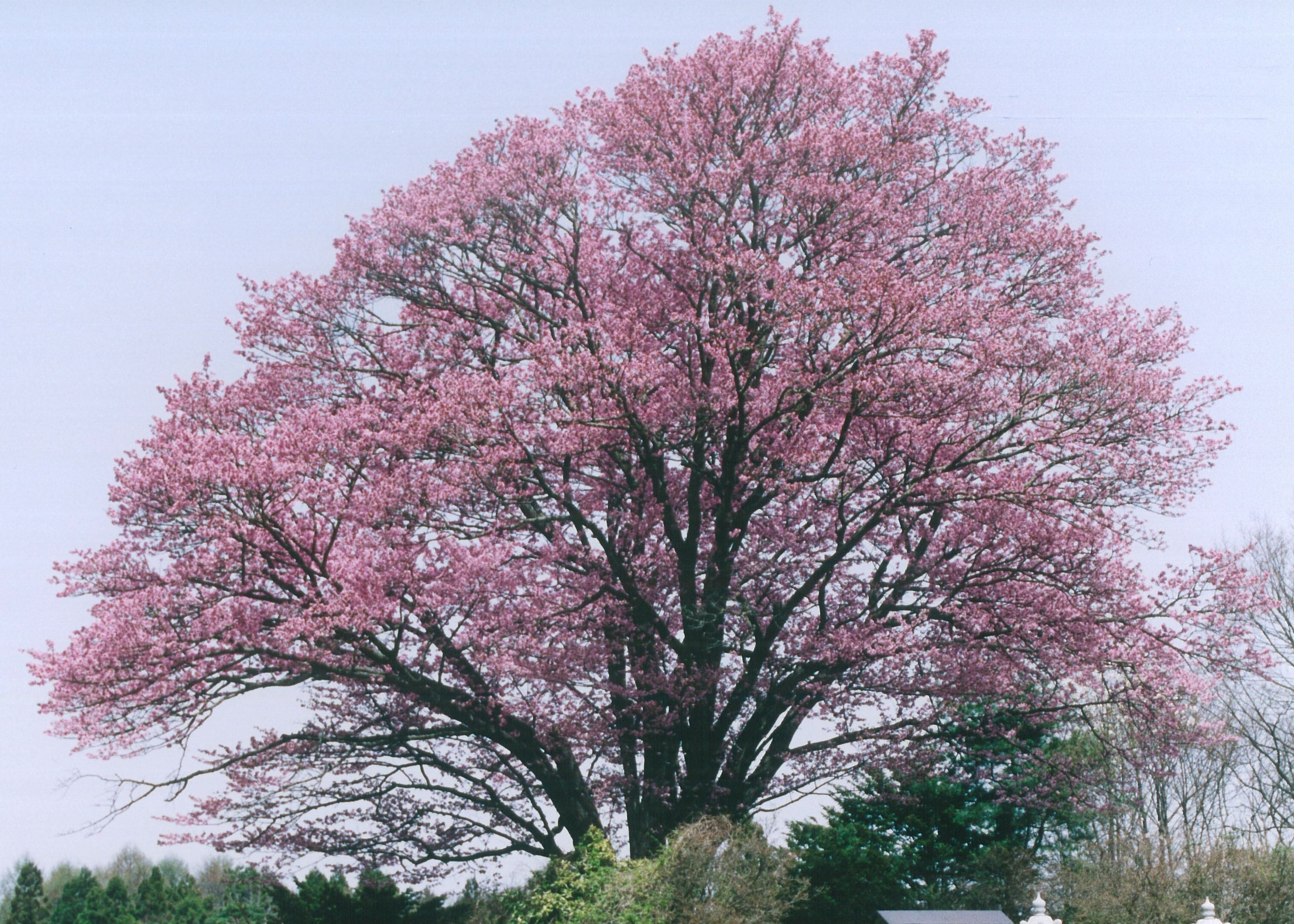特選 賑わう大山桜