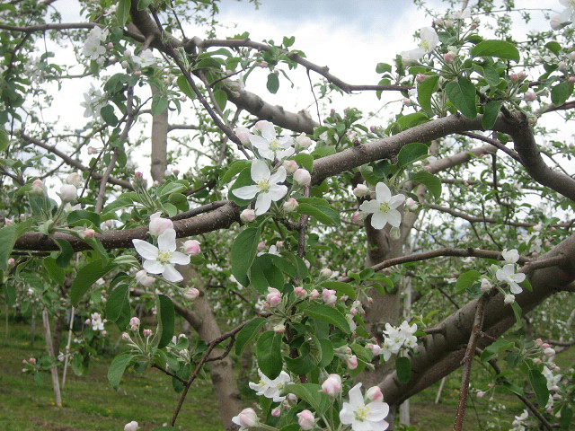 北信五岳道路沿いの一面の「りんごの花」