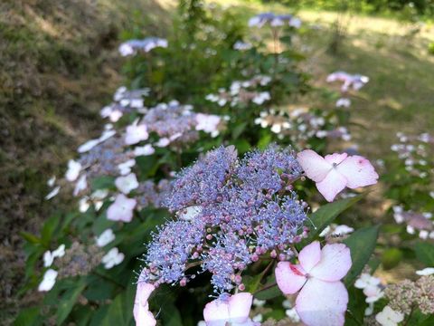 霊仙寺湖畔「あじさい」開花情報