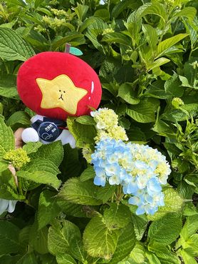霊仙寺湖畔「あじさい」開花情報